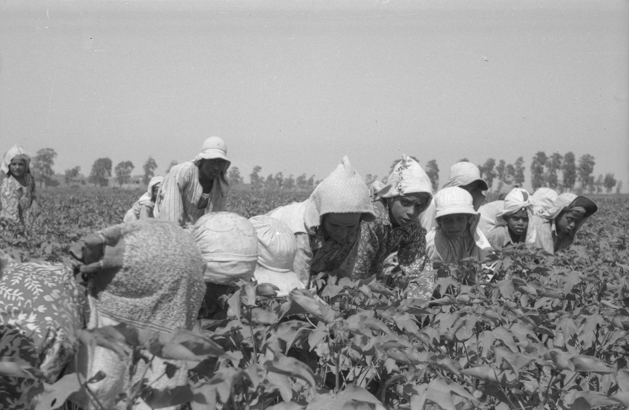 Cotton Picking in Egypt.tif